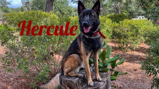 10mo Belgian MalinoisHusky mix Hercule Community  Best Dog Trainers in Florida [upl. by Ramed287]