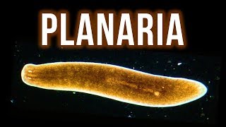 How to Get Rid of Planaria – 4 Proven Methods [upl. by Azilef525]