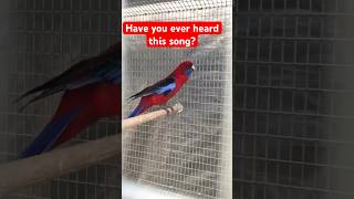 Rosellas crimson viral birds parati parrot video pets fypage fyp fypシ゚viral reels virals [upl. by Gabi]