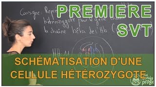 Schématisation dune cellule hétérozygote  erreurs à éviter  SVT  1ère  Les Bons Profs [upl. by Ahcmis]