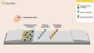 How a Rapid Virus Antigen Test Works [upl. by Nagle]