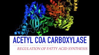 Acetyl CoA Carboxylase Regulation [upl. by Nosyd]