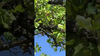 Post Oak affected by Oak Wilt in the Central Texas Region 2 [upl. by Enirehtak110]