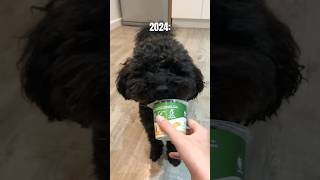 Pippin Growing Up poodle puppy onedirection cutepets [upl. by Dallas533]