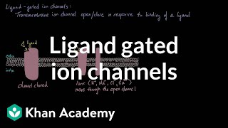 Ligand Gated Ion Channels  Nervous system physiology  NCLEXRN  Khan Academy [upl. by Geoffry]