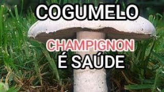 COGUMELO CHAMPIGNON [upl. by Amsaj]