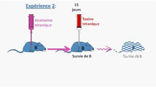 Les propriétés de limmunité spécifiquePartie 1 [upl. by Serene]