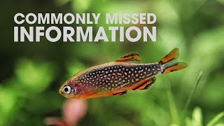 IMPORTANT THINGS TO KNOW BEFORE BUYING CPDS CELESTIAL PEARL DANIOS [upl. by Erdnaid]