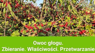 Owoc głogu Kiedy zbierać Co można z niego zrobić Jakie ma właściwości [upl. by Ydnim]