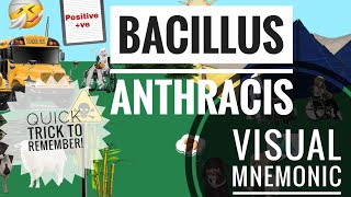 Bacillus Anthracis  Visual Mnemonic  Microbiology  Bacteriology [upl. by Rockwood357]