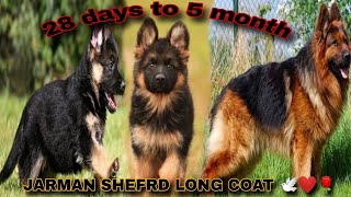 Jarman Shefrd Growing Up  Birth to 5 months ❣️🐕‍🦺 dog jarmanshephard viral trending growth [upl. by Aneerhs890]