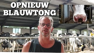 Toch weer BLAUWTONG ondanks 2 x vaccineren  Boer Gerrit vlogt [upl. by Clippard252]