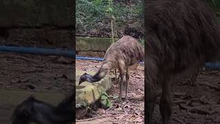 Thirsty Emu shorts nature trending wildlife [upl. by Freberg]