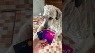 riocard pets rumoa20k quatropatas cachorro familiapet [upl. by Ynnaffit779]