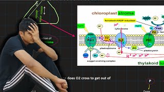 Bioenergetics light Pigments and Compensation point  MDCAT Biology [upl. by Kati671]