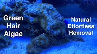 GHA Green Hair Algae Natural Effortless Removal 16 Days No Chemicals Saltwater Coral Reef Aquarium [upl. by Keemahs]