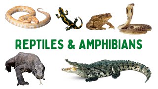 Reptiles And Amphibians Name In English  Amphibians Animals Name  Names Of Reptiles In English [upl. by Stearn]