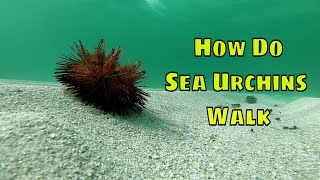 How Do Sea Urchins Walk [upl. by Nosyd768]