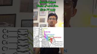 Brachial plexus mbbs humananatomy education humanbody [upl. by Normy252]