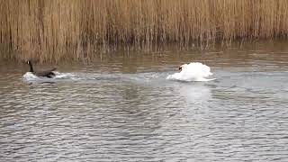 Mute Swan vs Canada Goose [upl. by Gaivn]