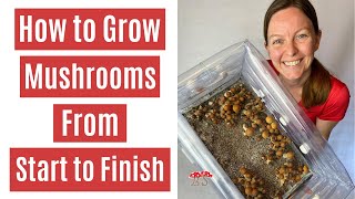 How to Grow Mushrooms from Start to Finish in a Monotub [upl. by Izy]