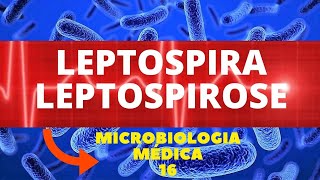 LEPTOSPIRA LEPTOSPIROSE  MICROBIOLOGIA MÉDICA  AULA 16 [upl. by Yendroc]