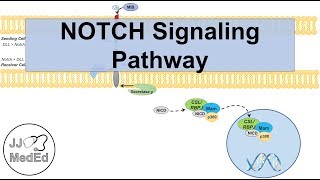 Notch Signaling Pathway  Purpose and Mechanism [upl. by Swayne]