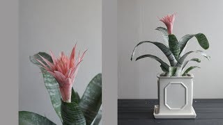 식물심기 에크메아 파시아타 분갈이  Gardening Aechmea fasciata [upl. by Kirad]