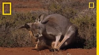 Kangaroo Birth  National Geographic [upl. by Suciram]