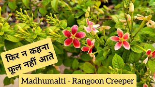 मई जून जुलाई मधुमालती पर डालो यह बूस्टर फ़र्टिलाइज़र  Rangoon creeper care tips [upl. by Meletius]