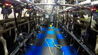 Time lapse milking in a 16x16 Fullwood herringbone parlour [upl. by Stauder]