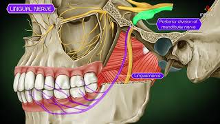 Lingual nerve Gross anatomy Animation  Anatomy of head and neck [upl. by Yvor]