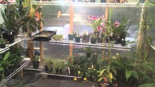 Nepenthes Greenhouse Misting System Upgrade To Fog Like Mist [upl. by Silrac]