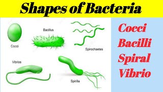 Shapes of Bacteria Cocci  Bacilli spiral  Comma  in detail [upl. by Innoj]