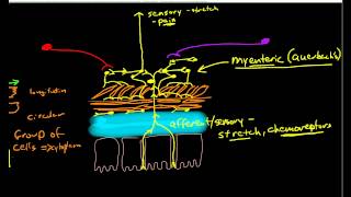 Physiology of Peristalsis [upl. by Divadnoj]