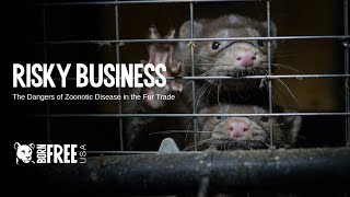 Webinar  Risky Business The Dangers of Disease Spread on Fur Farms zoonosis publichealth [upl. by Rudie]