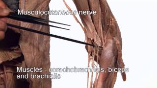 Anatomy Series Innervation of the Upper Limb by Dr Shakti Chandra [upl. by Hsital]