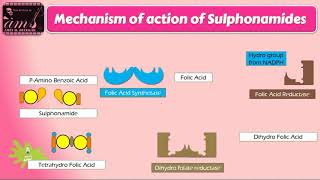 mechanism of action of sulfonamides [upl. by Odranoel]