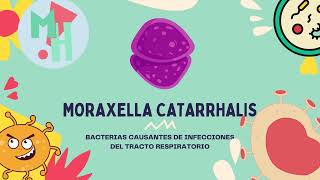 CONOCE A MORAXELLA CATARRHALIS  MEDIHELP UNIVERSITY [upl. by Small]