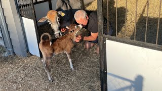 Just Delivered Registered Miniature Zebu Bull Calf Bogle Farms Carnation Is Now A Cow [upl. by Weinshienk53]