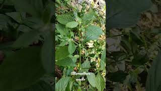 Alternanthera sessilis leafyvegetable medicinalplant odisha [upl. by Wrightson]