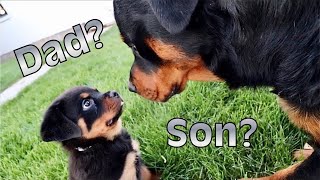 Rottweiler Puppy Meets His Dad For The First Time  Does He Recognize Him [upl. by Armilla]