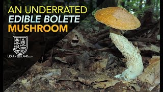 An Underrated Wild Edible Bolete Mushroom [upl. by Lyrad]