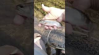 Brook Trout on dry fly flyfishing brooktrout dryflyfishing dryfly fishpondusa echoflyfishing [upl. by Glennis]