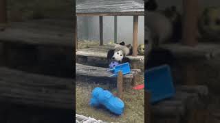 Clumsy Panda Compilation 🐼😂 [upl. by Anikat273]