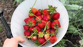 Strawberry Harvest backyardgardening zone7 [upl. by Ardelia931]