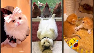 Cute Animals 🐈‍⬛ Cat videos Compilation ❤️ funanimals Episode 9853 [upl. by Karola54]