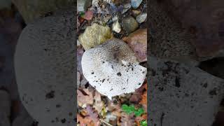 Tricholoma pardinum [upl. by Kaenel]