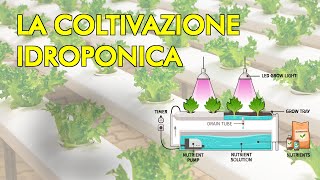 Coltivazione IDROPONICA senza TERRA  cosè e come funziona [upl. by Avehsile594]