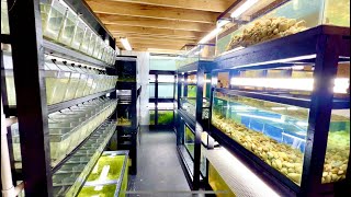 Bet Youve Never Seen a Fish Room Like This [upl. by Immak]